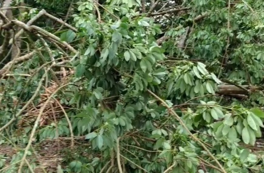 বিদ্যুৎ ও রাস্তার বেহাল অবস্থা নিয়ে ক্ষোভ, অভিযোগ জোলাইবাড়ির মধুলা সর্দার পাড়ার বাসিন্দাদের