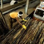 বাঁশ শিল্পে নতুন কর্মসংস্থানের জোয়ার, ব্রিটিশ আমলের আইন বদলের সুফল: প্রধানমন্ত্রী