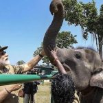 ছত্তীসগড়ে ফিরল ব্ল্যাকবাক, মানব-হাতি সংঘাত কমাতে সাফল্য: ‘মন কি বাত’-এ প্রধানমন্ত্রী