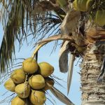 তীব্র গরমে বাড়ছে ডাবের চাহিদা, যোগান কম থাকায় দুশ্চিন্তায় ব্যবসায়ীরা