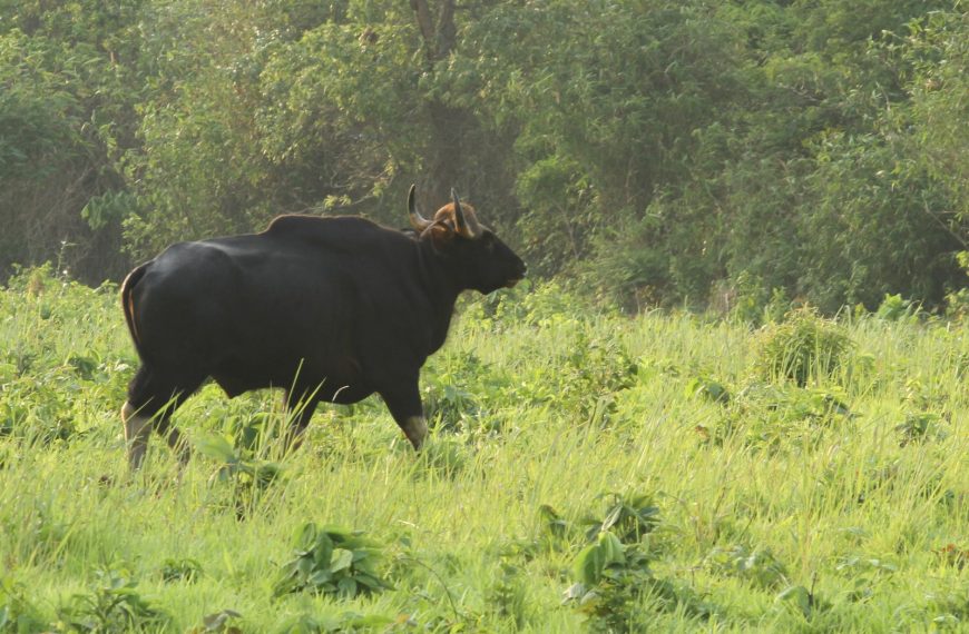 তৃষ্ণা অভয়ারণ্যে বাইসনের আনাগোনা, পর্যটকদের আকর্ষণের কেন্দ্র বিলোনিয়ার রাজনগর