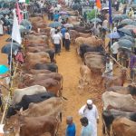 বক্সনগরের ঈদ উপলক্ষে পশু বিক্রির হাট জমজমাট