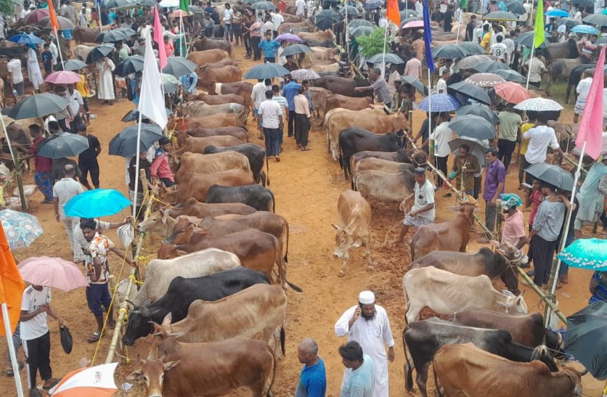 বক্সনগরের ঈদ উপলক্ষে পশু বিক্রির হাট জমজমাট