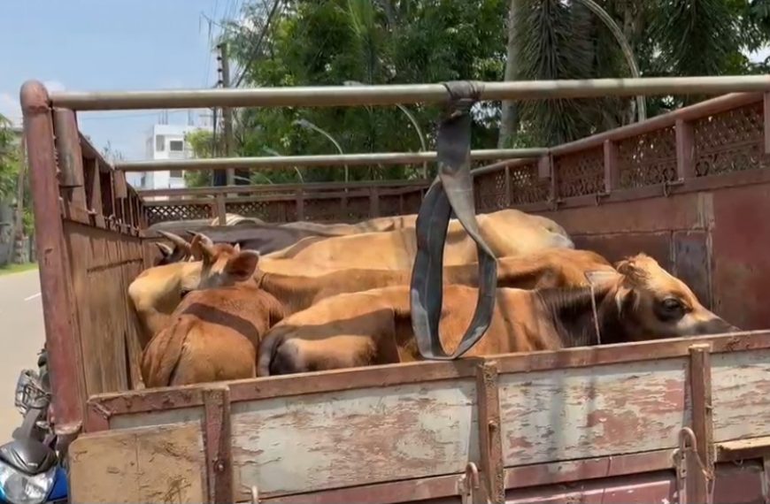 পাচারের আগেই গরু বোঝাই দুটি গাড়ি আটক, চালক পলাতক