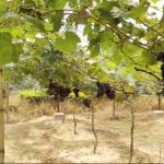 ঊনকোটিতে আঙ্গুর চাষে সাফল্য, কৃষকদের সামনে খুলছে নতুন সম্ভাবনার দিগন্ত