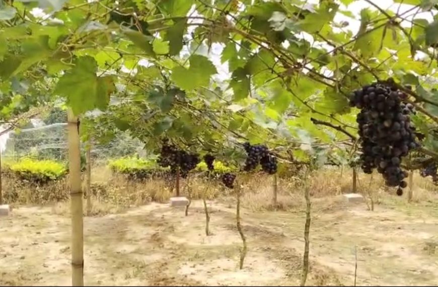 ঊনকোটিতে আঙ্গুর চাষে সাফল্য, কৃষকদের সামনে খুলছে নতুন সম্ভাবনার দিগন্ত
