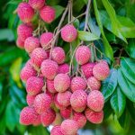 চাহিদা আকাশছোঁয়া, ফলন তলানিতে — হতাশায় তেলিয়ামুড়ার উত্তর গোকুলনগরের লিচু চাষিরা