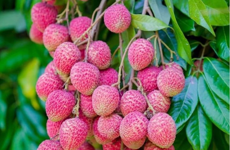 চাহিদা আকাশছোঁয়া, ফলন তলানিতে — হতাশায় তেলিয়ামুড়ার উত্তর গোকুলনগরের লিচু চাষিরা