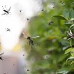 গোমতী জেলা জুড়ে ‘জাতীয় ডেঙ্গু দিবস’ পালন