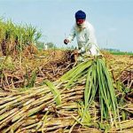 আখ নিয়ন্ত্রণ খসড়া নির্দেশিকা প্রত্যাহার স্বাগতযোগ্য পদক্ষেপ, বললেন কেন্দ্রীয় প্রতিমন্ত্রী জয়ন্ত সিং