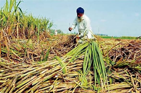 আখ নিয়ন্ত্রণ খসড়া নির্দেশিকা প্রত্যাহার স্বাগতযোগ্য পদক্ষেপ, বললেন কেন্দ্রীয় প্রতিমন্ত্রী জয়ন্ত সিং