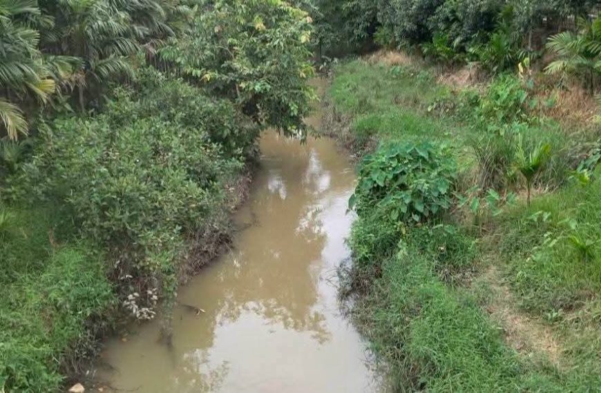 বিষ প্রয়োগে খালে হাজার হাজার মাছের মৃত্যু, কৈলাশহরে চাঞ্চল্য