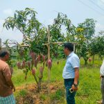 আম চাষে স্বনির্ভর তপন জ্যোতি, জল সংরক্ষণের দাবিতে কৃষকের আবেদন
