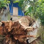 গাছ ভেঙে ঘর বিধ্বস্ত, অল্পের জন্য প্রাণে বাঁচল পরিবার; দুর্যোগ মোকাবেলায় অব্যবস্থার অভিযোগ