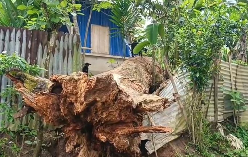 গাছ ভেঙে ঘর বিধ্বস্ত, অল্পের জন্য প্রাণে বাঁচল পরিবার; দুর্যোগ মোকাবেলায় অব্যবস্থার অভিযোগ