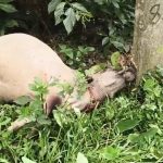 বিদ্যুতের খুঁটিতে গবাদি পশুর মৃত্যু,  এলাকায় উত্তেজনা