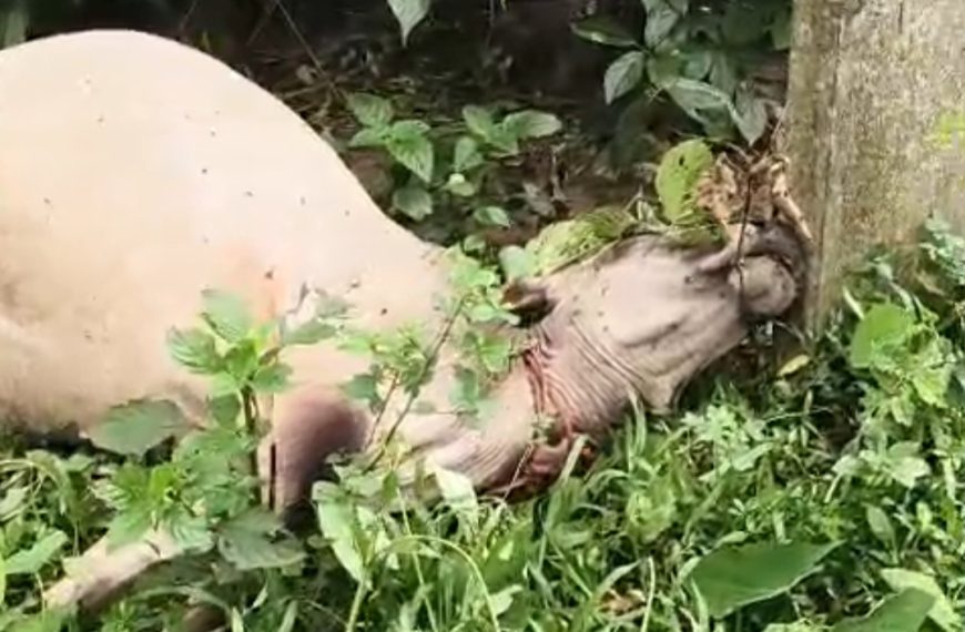 বিদ্যুতের খুঁটিতে গবাদি পশুর মৃত্যু,  এলাকায় উত্তেজনা