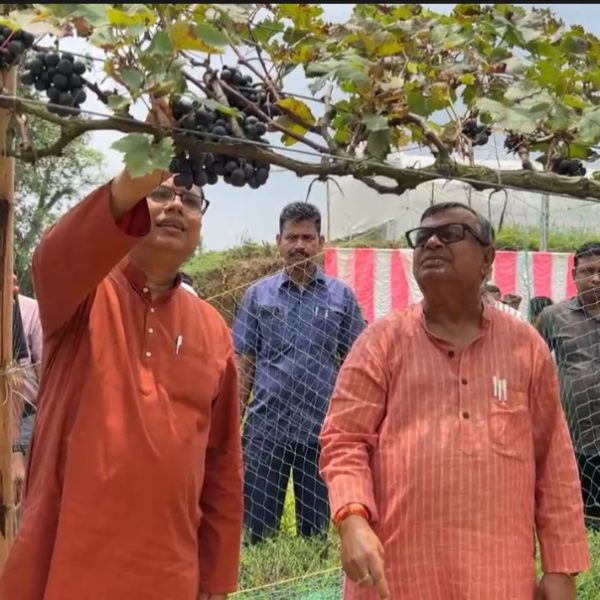 কৃষি বিজ্ঞান কেন্দ্রে আঙ্গুর চাষ নিয়ে সচেতনতামূলক কর্মসূচি,…