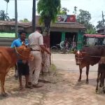 পুলিশ ও বিএসএফের তৎপরতায় উদ্ধার ৫টি চোরাই গবাদিপশু, বাংলাদেশে পাচারের চেষ্টা ব্যর্থ