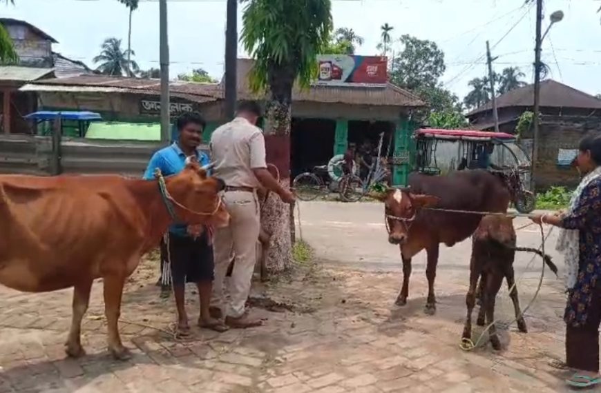 পুলিশ ও বিএসএফের তৎপরতায় উদ্ধার ৫টি চোরাই গবাদিপশু, বাংলাদেশে পাচারের চেষ্টা ব্যর্থ