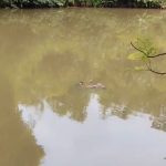 নিজের বাড়ির পুকুর থেকে উদ্ধার বৃদ্ধের দেহ, শোকের ছায়া তবলাবাড়িতে