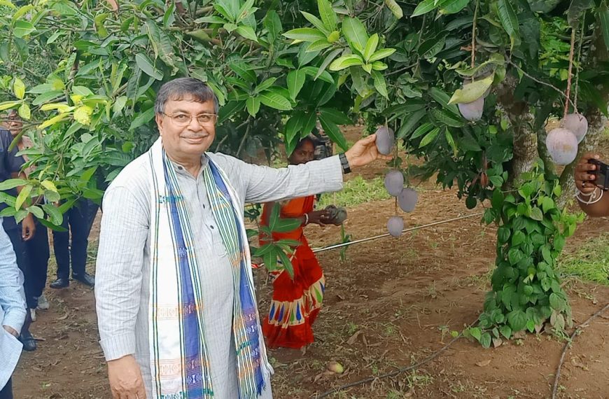 উচ্চমূল্যের আমের চাষে জোর, নাগিছড়ায় এক্সোটিক ম্যাঙ্গো ব্লকের সূচনা: কৃষিমন্ত্রী
