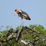 অসমের ‘হাড়গিলা আর্মি’-র ভূয়সী প্রশংসা প্রধানমন্ত্রীর, কুসংস্কার ভেঙে সংরক্ষণের অনন্য দৃষ্টান্ত