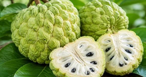 জিআই স্বীকৃতি পেল সেওনির বিশালাকার সীতাফল, মধ্যপ্রদেশের কৃষকদের জন্য বড় সাফল্য