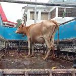 গরু চুরির অভিযোগে অভিযুক্তকে গণধোলাই, পরে পুলিশের হাতে তুলে দিলেন গ্রামবাসী