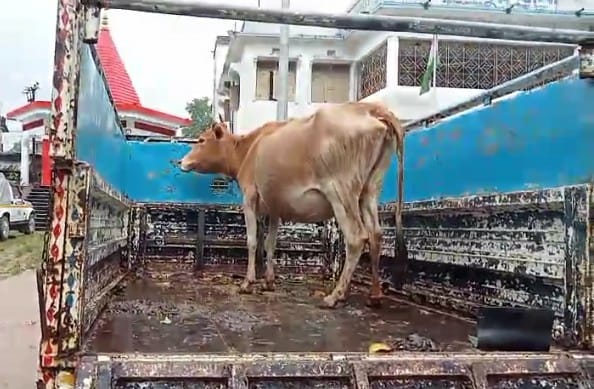 গরু চুরির অভিযোগে অভিযুক্তকে গণধোলাই, পরে পুলিশের হাতে তুলে দিলেন গ্রামবাসী