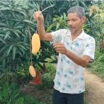 ধলাইয়ের প্রগতিশীল কৃষকের সাফল্য, আম চাষে বছরে ১২-১৩ লক্ষ টাকার আয়ের সম্ভাবনা