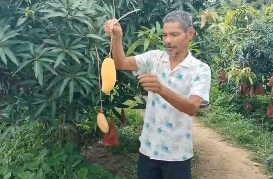 ধলাইয়ের প্রগতিশীল কৃষকের সাফল্য, আম চাষে বছরে ১২-১৩ লক্ষ টাকার আয়ের সম্ভাবনা