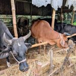 কাঠালিয়ায় প্রাণিসম্পদ দপ্তরের সচেতনতামূলক শিবির, পশু বীমা ও আধুনিক পশুপালনে জোর
