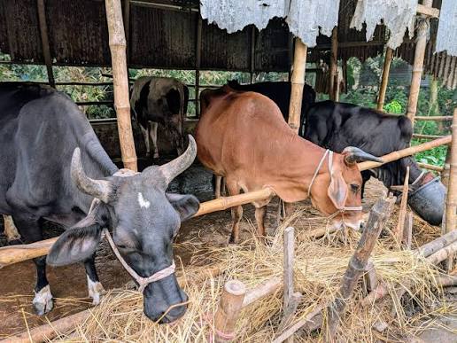 কাঠালিয়ায় প্রাণিসম্পদ দপ্তরের সচেতনতামূলক শিবির, পশু বীমা ও আধুনিক পশুপালনে জোর