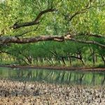 সুন্দরবনে ম্যানগ্রোভ কেটে গড়ে ওঠা অবৈধ মাছের ভেড়ির বিরুদ্ধে কড়া পদক্ষেপ, অভিযান শুরু বন দফতরের