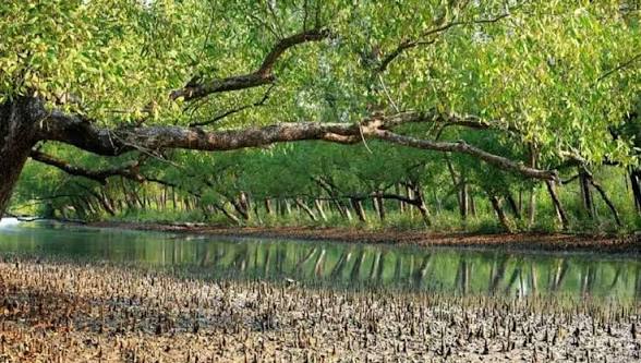 সুন্দরবনে ম্যানগ্রোভ কেটে গড়ে ওঠা অবৈধ মাছের ভেড়ির বিরুদ্ধে কড়া পদক্ষেপ, অভিযান শুরু বন দফতরের