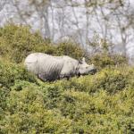 পরবর্তী নির্দেশ না আসা পর্যন্ত কাজিরাঙার চারপাশে ১০ কিমি পরিবেশগত সংবেদনশীল অঞ্চলই বহাল: হিমন্ত বিশ্ব শর্মা