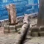 কলকাতার এসএসকেএম হাসপাতালে গাছ ভেঙে পড়ে মৃত্যু মহিলার, আহত ২