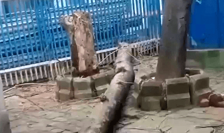 কলকাতার এসএসকেএম হাসপাতালে গাছ ভেঙে পড়ে মৃত্যু মহিলার, আহত ২
