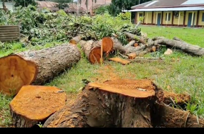 “ম্যাম, সব গাছ কেটে ফেললে আমরা নিঃশ্বাস নেব কীভাবে?” — তৃতীয় শ্রেণির পূরুবীর প্রশ্নে আলোড়ন বিলোনিয়ায়