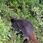 ট্রান্সফরমারে বিদ্যুৎস্পৃষ্ট হয়ে গবাদিপশুর মৃত্যু, দপ্তরের গাফিলতির অভিযোগে ক্ষোভ এলাকাবাসীর