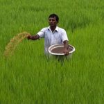টানা বৃষ্টিতে জলমগ্ন কল্যাণপুরের আমন ধানক্ষেত, ক্ষয়ক্ষতি খতিয়ে দেখল কৃষিদপ্তর