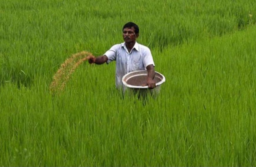 টানা বৃষ্টিতে জলমগ্ন কল্যাণপুরের আমন ধানক্ষেত, ক্ষয়ক্ষতি খতিয়ে দেখল কৃষিদপ্তর
