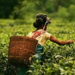 আগরতলায় চা নিলাম কেন্দ্র চালুর প্রস্তুতি, গুয়াহাটি চা নিলাম কেন্দ্র পরিদর্শন ত্রিপুরা প্রতিনিধিদলের
