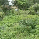 আমলা ও সজনে পুষ্টি ও গ্রামীণ অর্থনীতিতে নতুন সম্ভাবনা তৈরি করছে: মোদি