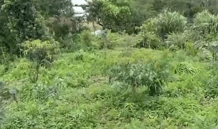 আমলা ও সজনে পুষ্টি ও গ্রামীণ অর্থনীতিতে নতুন সম্ভাবনা তৈরি করছে: মোদি