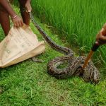 ধানের জমি থেকে ১০-১২ ফুটের অজগর উদ্ধার, চাঞ্চল্য