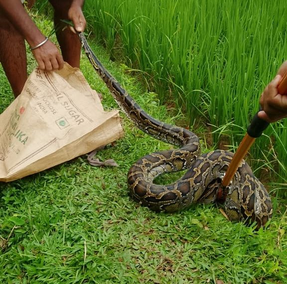 ধানের জমি থেকে ১০-১২ ফুটের অজগর উদ্ধার, চাঞ্চল্য