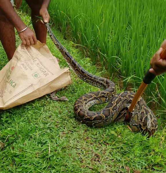 ধানের জমি থেকে ১০-১২ ফুটের অজগর উদ্ধার, চাঞ্চল্য