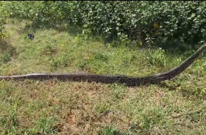 নারাউড়া এলাকায় বিশাল অজগর উদ্ধার